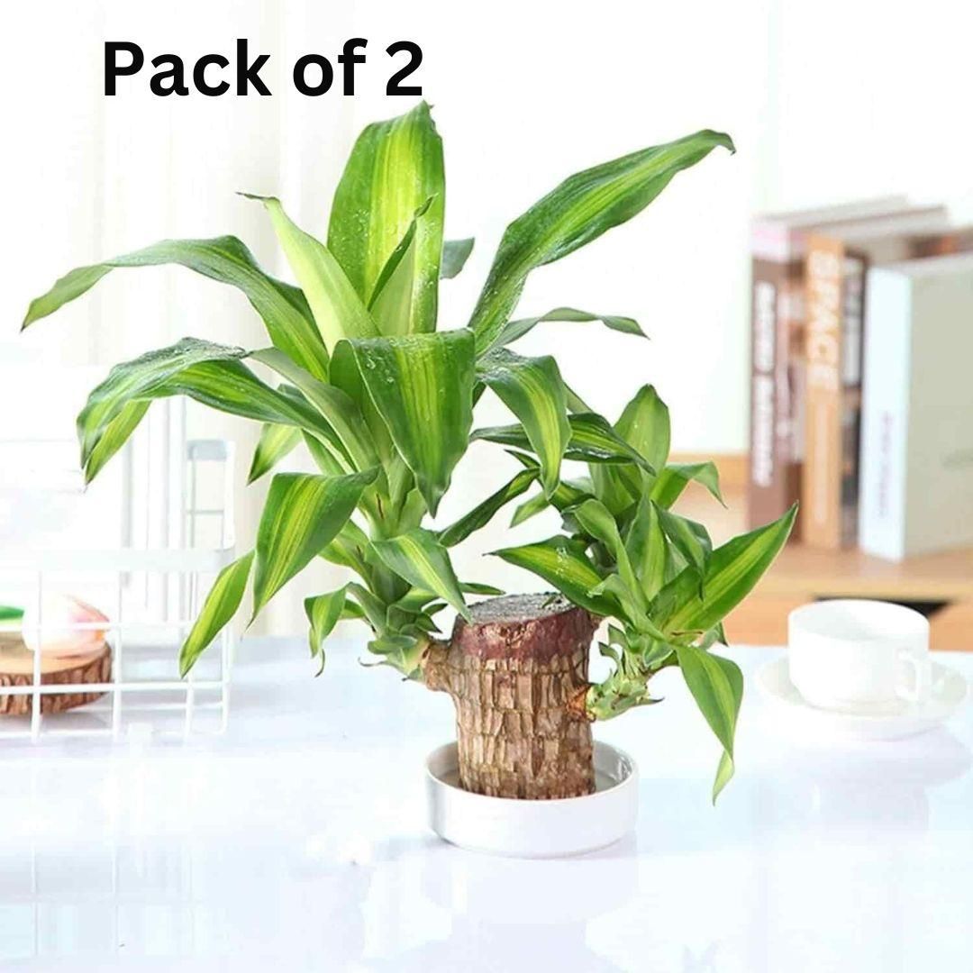 Brazilian Lucky Wood, Mini Home Plant Decorations (Pack of 2) - ByondBasket