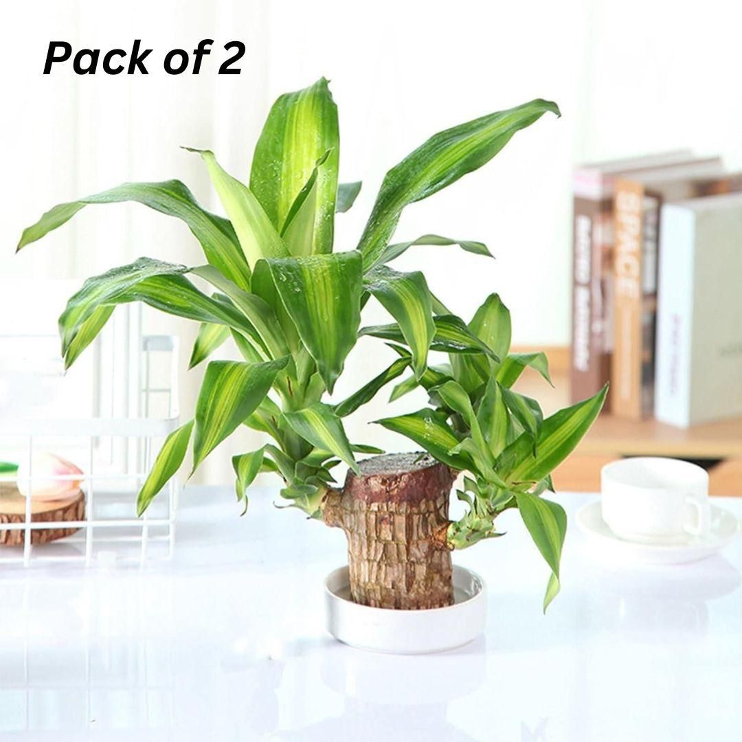 Brazilian Lucky Wood, Mini Home Plant Decorations - ByondBasket