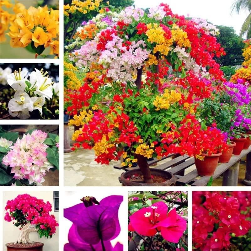 Mix Colour Bougainvillea Flower Seeds For Home Garden