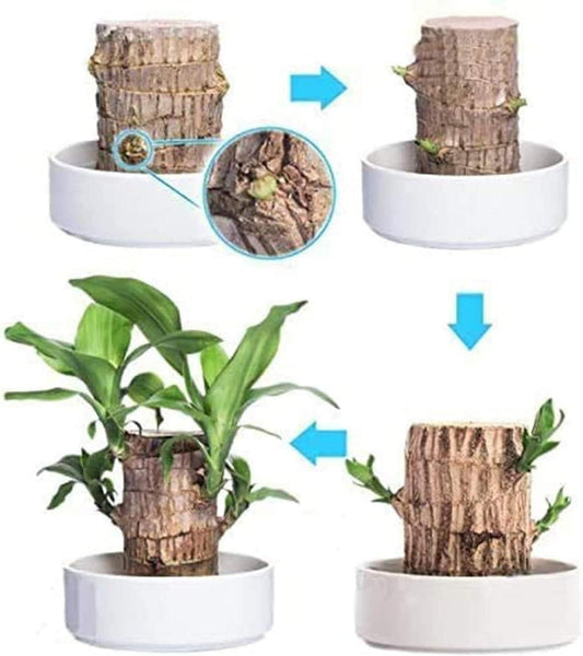 Brazilian Lucky Wood, Mini Home Plant Decorations - ByondBasket